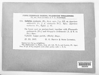 Image of Tephrocybe ambusta